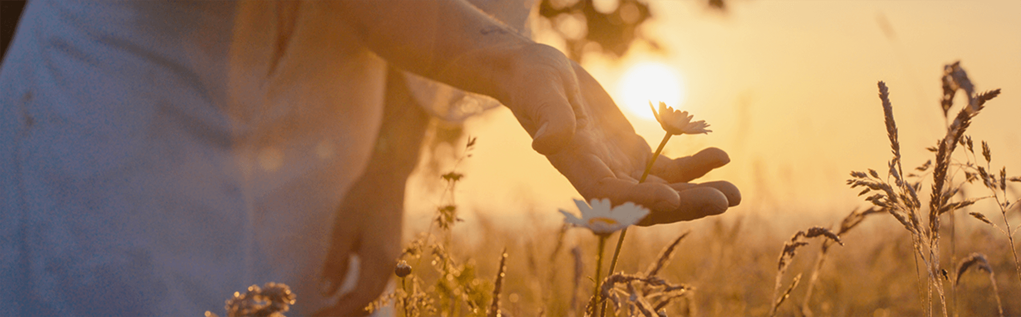 sustainability milestones